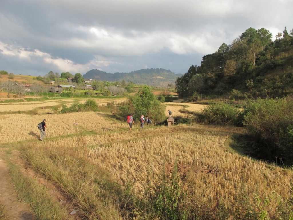 IMG_9374 Myanmar trek rice paddies