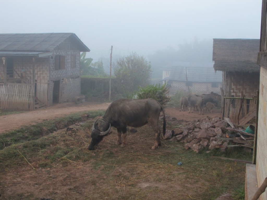 Danu village foggy morning