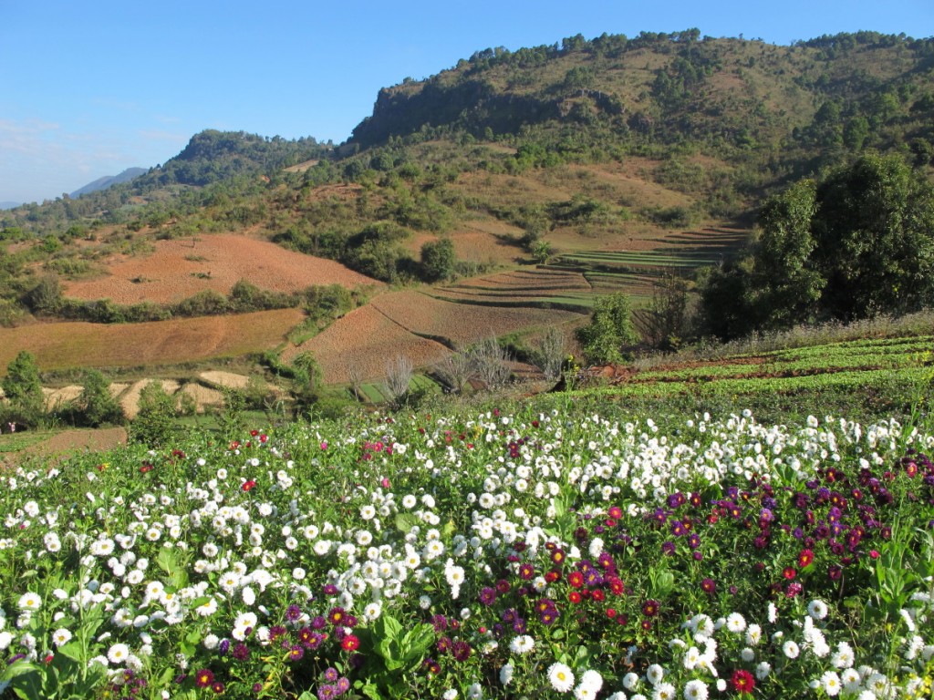 IMG_9418 Myanmar trek flower crop