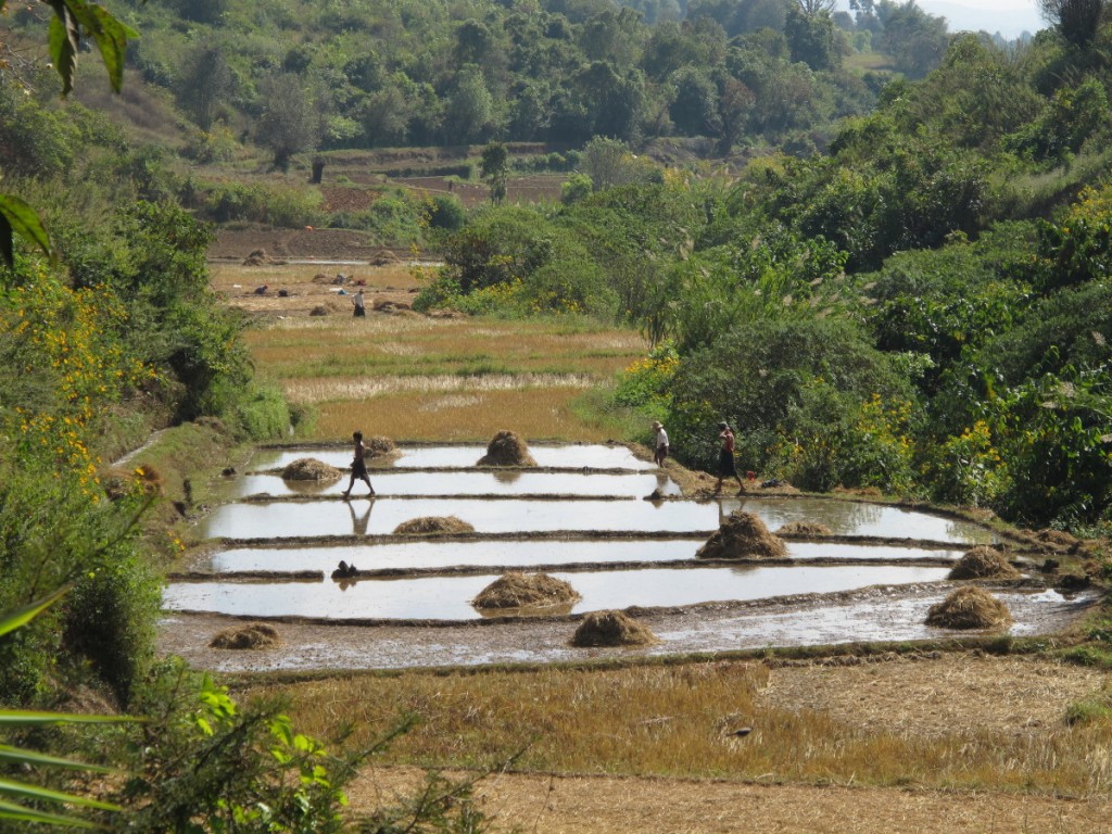 Myanmar trek villagers in paddy fields