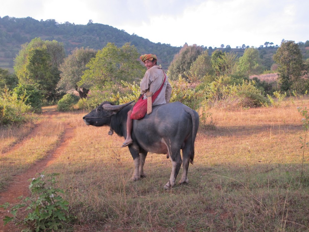 Myanmar trek villager riding water buffalo
