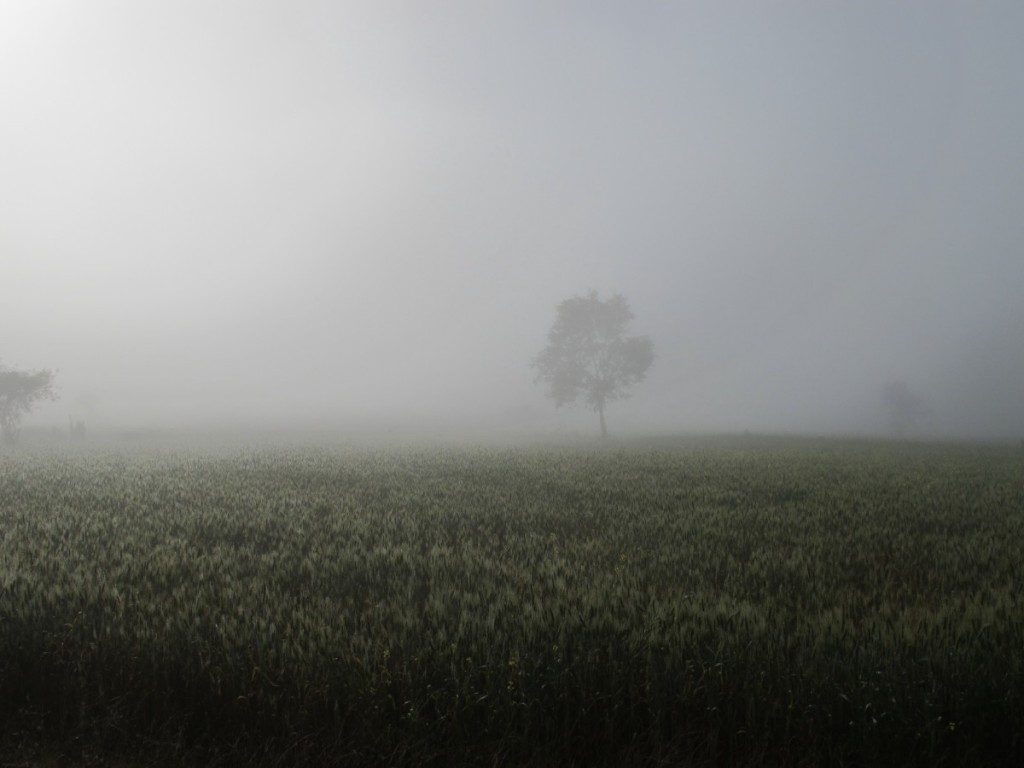 IMG_9537 Myanmar trek fog over wheat field