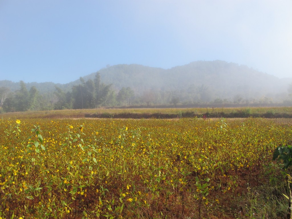 IMG_9547 Myanmar trek fog lifting over sesame seed crop