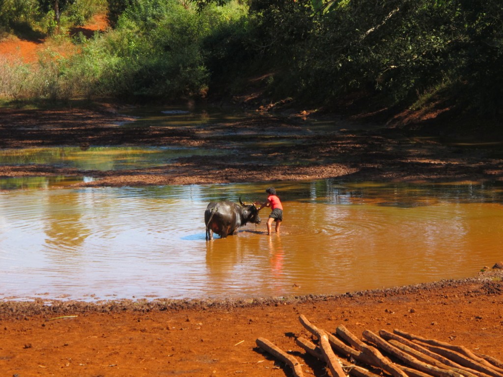 IMG_9581 Myanmar buffalo water hole