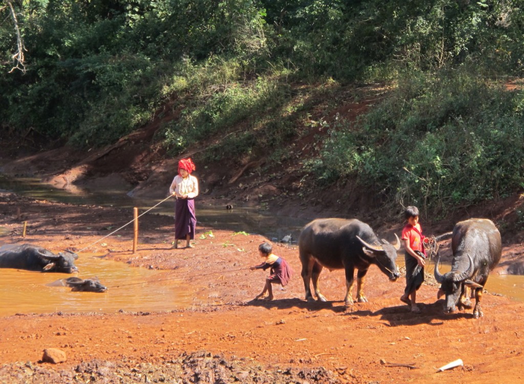 IMG_9587A Myanmar trek buffalo water hole