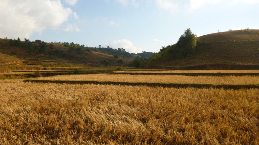 Mynamar trek valley of paddy fields