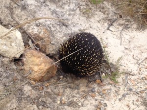 Echidna near Moggs Creek