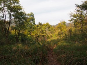 Doi Luang Chiang Dao