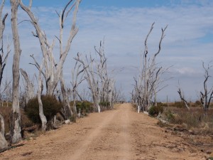 Winton Wetlands