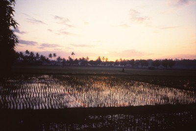 Bali rice paddy